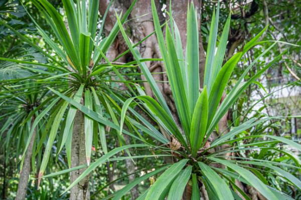 剑叶龙血树能存活多久，树龄可达8000-10000年