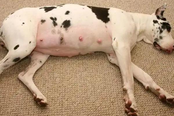 狗狗怀孕一个月的症状，其腹部会隆起