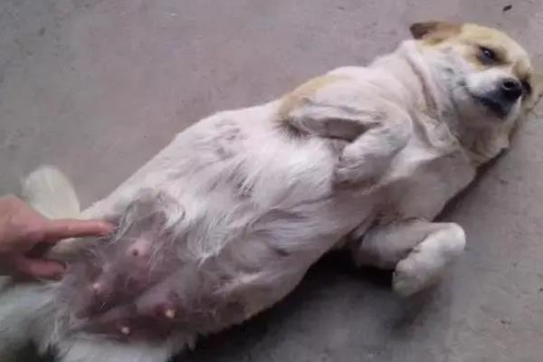 狗狗怀孕一个月的症状，其腹部会隆起