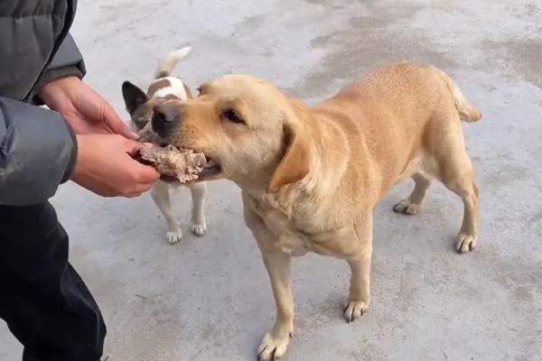 狗狗怀孕一个月的症状，其腹部会隆起