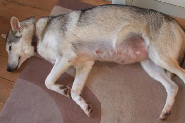 狗狗怀孕一个月的症状，其腹部会隆起