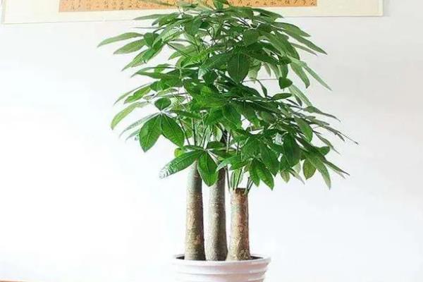 发财树的管理方法，每天提供5-6小时的光照
