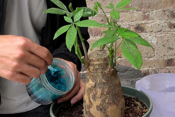 发财树的管理方法，每天提供5-6小时的光照