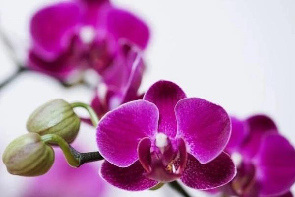 蝴蝶兰的花语，不同颜色的花语不同