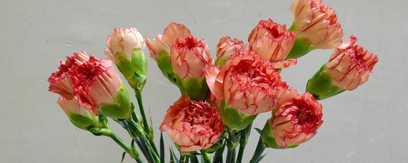 康乃馨能不能做干花，康乃馨是可以做成干花的