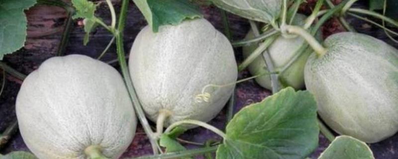 如何防治甜瓜烂瓜，首先要消灭病原菌