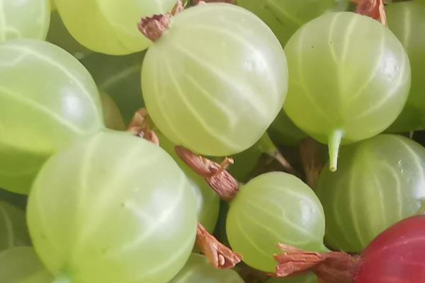 黑加仑种植多久才结果，当年扦插翌年就能少量挂果