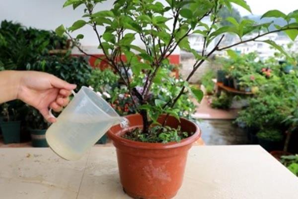 三角梅主干如何养粗，需要适量控水