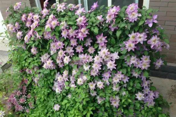 铁线莲的花语，寓意高洁美丽、和平和谐等