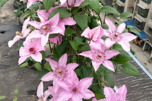 铁线莲的花语，寓意高洁美丽、和平和谐等