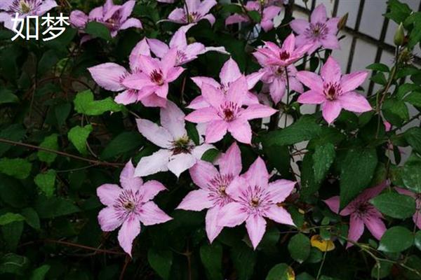 铁线莲的花语，寓意高洁美丽、和平和谐等
