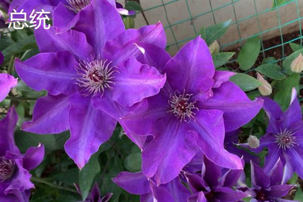 铁线莲的花语，寓意高洁美丽、和平和谐等