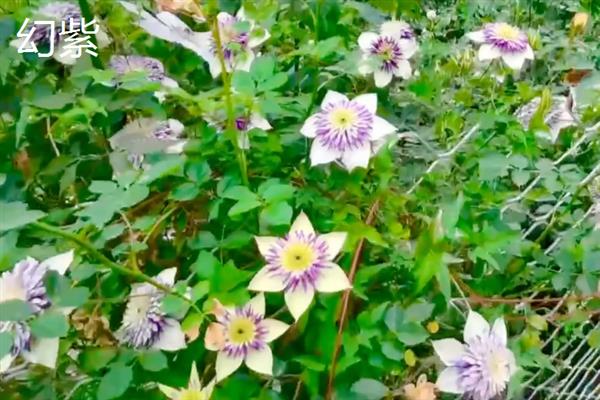 铁线莲的花语，寓意高洁美丽、和平和谐等