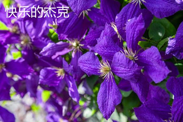 铁线莲的花语，寓意高洁美丽、和平和谐等