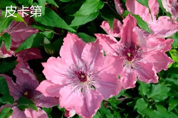 铁线莲的花语，寓意高洁美丽、和平和谐等