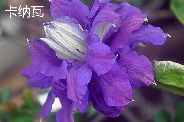 铁线莲的花语，寓意高洁美丽、和平和谐等