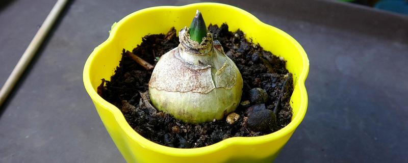 风信子的土培养殖方法，最好选择在10-11月进行