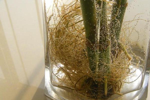 富贵竹根发黑的原因和处理方法，可能是长期未换水或感染病菌所致