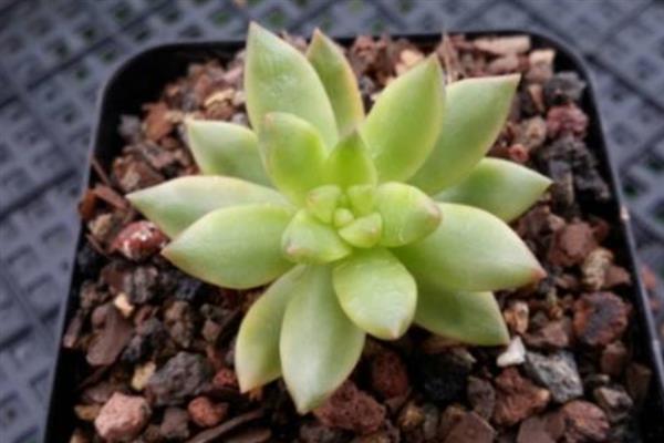 怎么把黄丽养成老桩，要充分晒光并做好浇水施肥工作