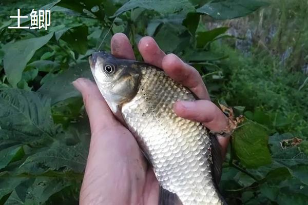 鲫鱼的品种介绍，常见的有土鲫、高背鲫等