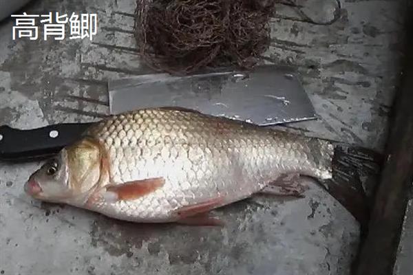 鲫鱼的品种介绍，常见的有土鲫、高背鲫等