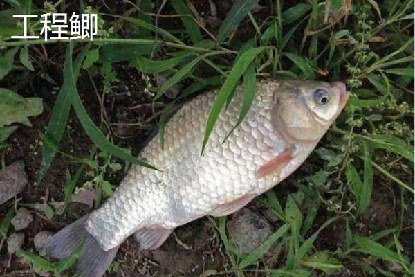 鲫鱼的品种介绍，常见的有土鲫、高背鲫等