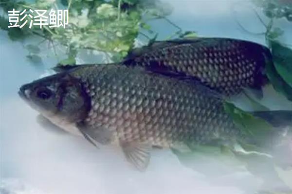 鲫鱼的品种介绍，常见的有土鲫、高背鲫等