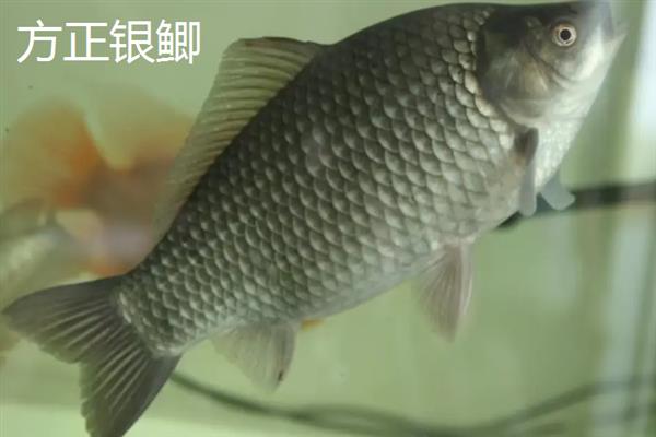 鲫鱼的品种介绍，常见的有土鲫、高背鲫等
