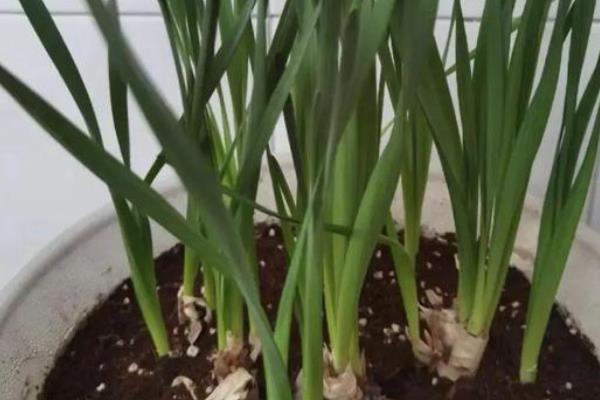 水仙花的催花方式，要每天要确保6个小时左右的光照