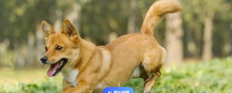 夏天应该怎么打理狗狗毛发，可勤帮狗狗梳毛