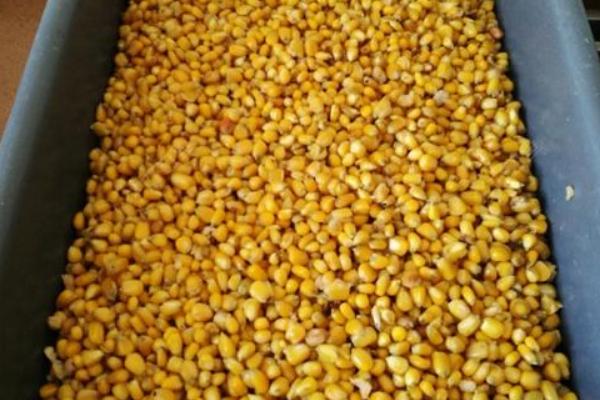 钓鱼如何自制饵料，用红薯、玉米、麦麸等材料混配