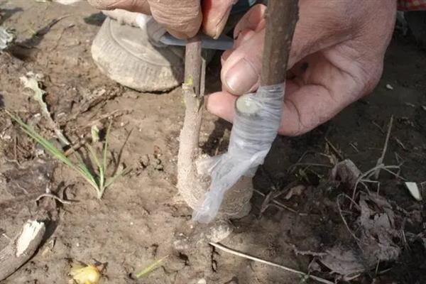 腊梅树在夏季的形态，树干光秃枝上长有绿叶