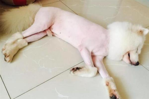 夏天应该怎么打理狗狗毛发，可勤帮狗狗梳毛