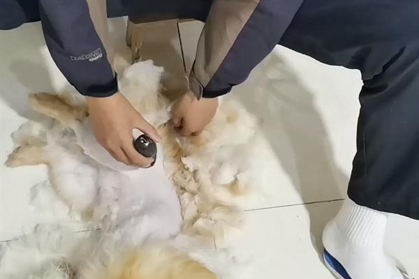 夏天应该怎么打理狗狗毛发，可勤帮狗狗梳毛