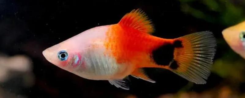 米奇鱼喂哪些食物，可提供新鲜的活饵或蔬菜