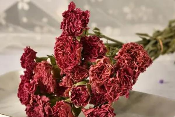 康乃馨能不能做干花，康乃馨是可以做成干花的