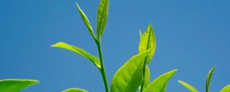 茶叶的种植条件，光照是茶树生存的首要条件
