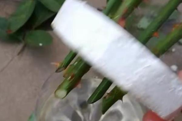 如何让水插月季快速生根，水插前需对植株的底部进行修剪