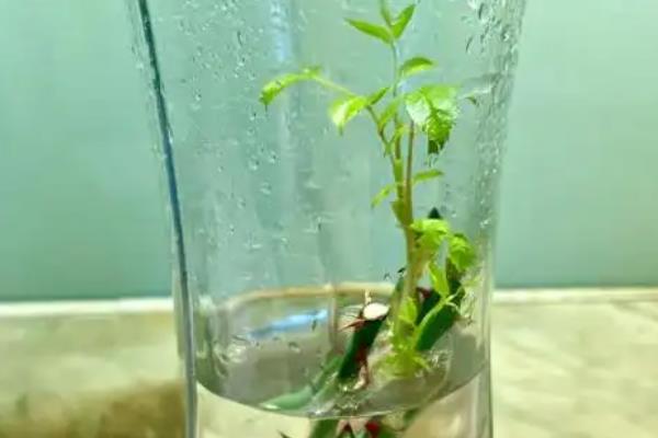 如何让水插月季快速生根，水插前需对植株的底部进行修剪