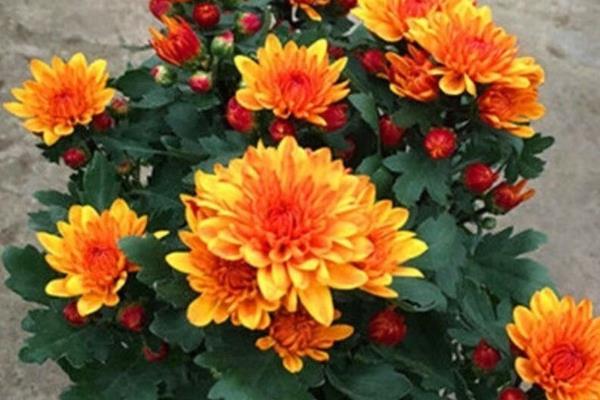 月月菊在什么时候开花，一年四季都可以开花