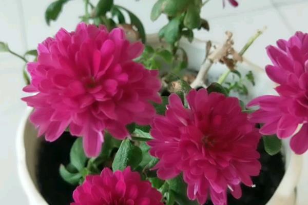 月月菊在什么时候开花，一年四季都可以开花