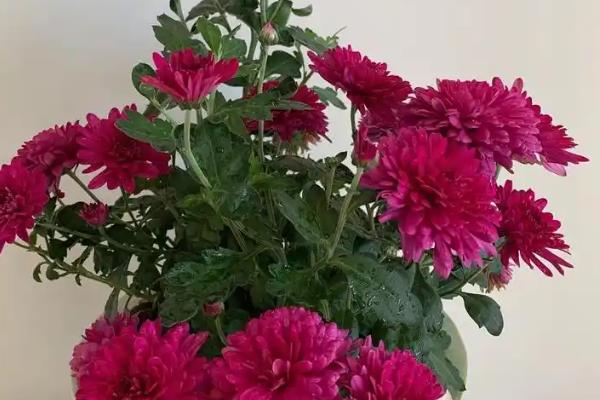 月月菊在什么时候开花，一年四季都可以开花