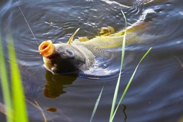 黑坑钓鲤鱼子线多长为佳，在60至80厘米之间为佳