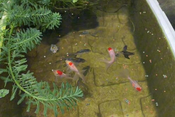 米奇鱼喂哪些食物，可提供新鲜的活饵或蔬菜