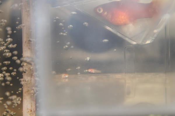 米奇鱼喂哪些食物，可提供新鲜的活饵或蔬菜