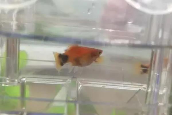 米奇鱼喂哪些食物，可提供新鲜的活饵或蔬菜