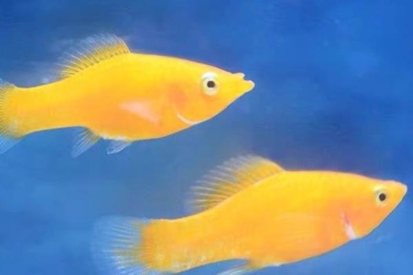 米奇鱼喂哪些食物，可提供新鲜的活饵或蔬菜