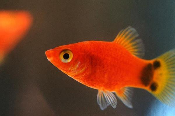 米奇鱼喂哪些食物，可提供新鲜的活饵或蔬菜