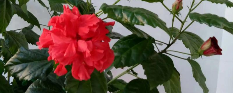 木菊花黄叶子的原因，可能是浇水过多或土壤板结所致
