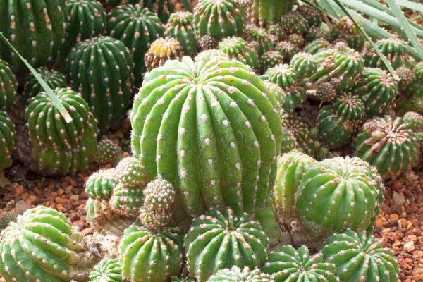 防辐射的植物有哪些，推荐仙人掌、吊兰等